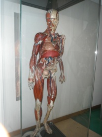 "Eric" is an 83 year old cardboard anatomical model